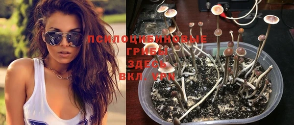 ГАЛЛЮЦИНОГЕННЫЕ ГРИБЫ Липки